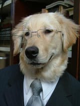 businessdog2