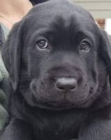 slyDawg