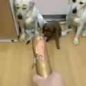 1620010048121_thumb.jpg