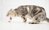 sick-cat-vomiting-the-food_Tom-Wang_Shutterstock