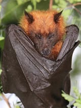 crowned_flying_fox