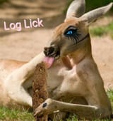 You.want.flies.with.that.log.........