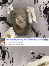 KATCHIIREDDITPOOPIIPOST