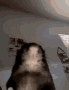 1749893552519390.gif