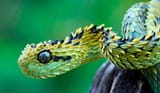 snake3