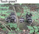 grass biters