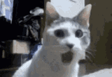 cat-shocked-2815429176