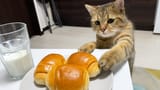 CAT (BREADY TO POUNCE)