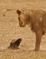 Honey badger 2