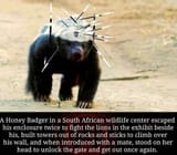Honey badger 1