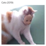 cats2019