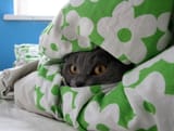 lookit.cat......................