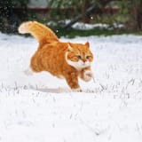 BIG.Orange.cat...............