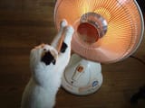 ITS.HOT.CAT......