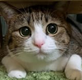 cat.91.....