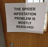 spider