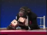 high rollers dice rolling monkey