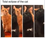 1736666356474167