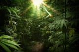 420-cannabis-drug-drugs-wallpaper-ff0ce2af7d795558c79d42d4d473f0c0