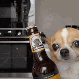 beerdog-dog-beer