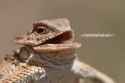 lizard laugh_thumb.jpg