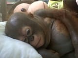 monkey