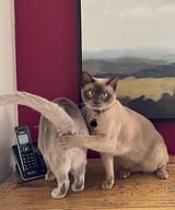 decency cat