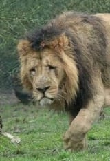 lion
