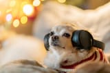 musicalPup
