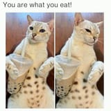 gyvynowf047f1