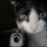 dangerouspussy