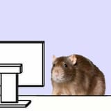 Rat gazes into monitor