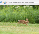 bunnyfast