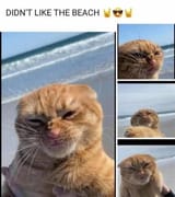 fuck the beach