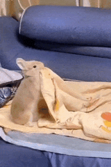 bunnysleep4