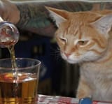 cat drink