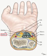 Axial-anatomy-of-left-wrist-of-the-most-commonly-injured-level-PLpalmaris-longus
