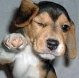 thisShitAintNothinToMeDawg