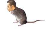 raneshodent