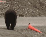 BearCone