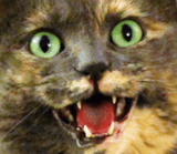 [cat screaming intensifies]