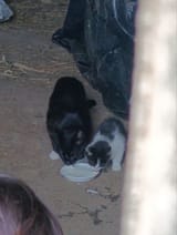 newcat