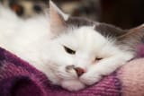 sickCat
