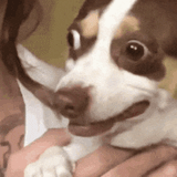 scared-dog