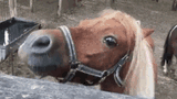 chomp