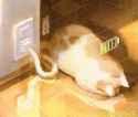 CAT (RECHARGING)_thumb.jpg