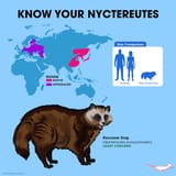 Nigger racoon