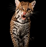 cheeky ocelot