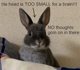 bunnybrain