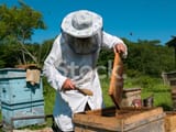 7862863-beekeeper-2789218311